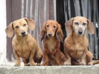 /album/spolecne-foto/kuk-jpg/