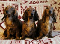 /album/spolecne-foto/dsc08372alficiiii-jpg/